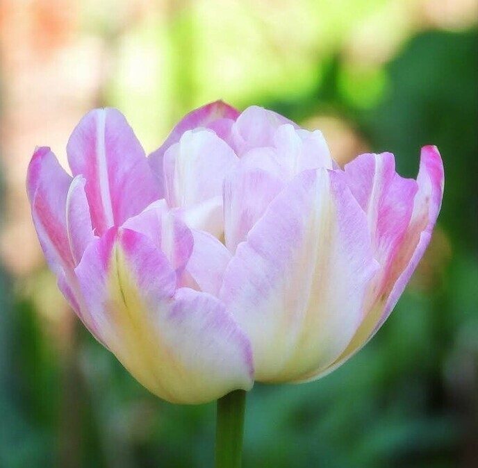 Tulpen, er zijn veel soorten - Foto: Femmie Smink