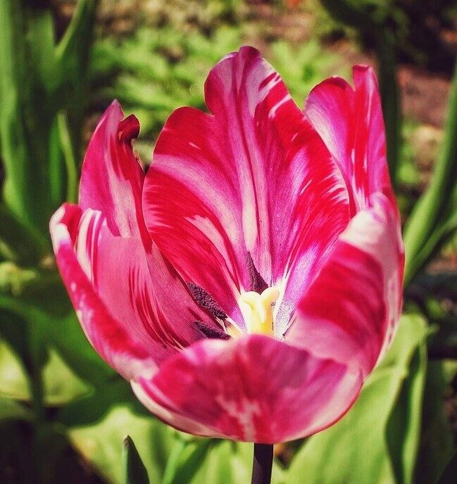 Tulpen, er zijn veel soorten - Foto: Femmie Smink