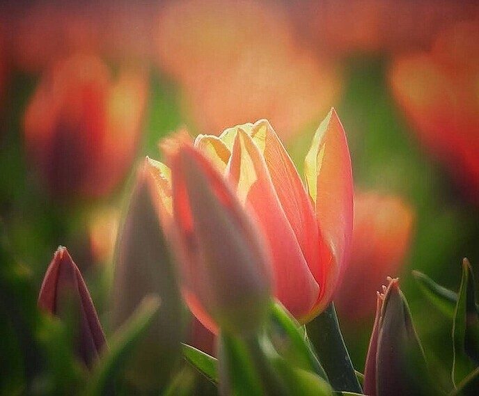 Tulpenvelden - Foto: Femmie Smink