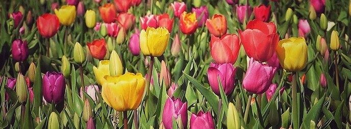 Tulpenvelden - Foto: Femmie Smink