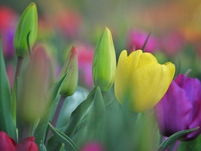 Tulpenvelden - Foto: Femmie Smink