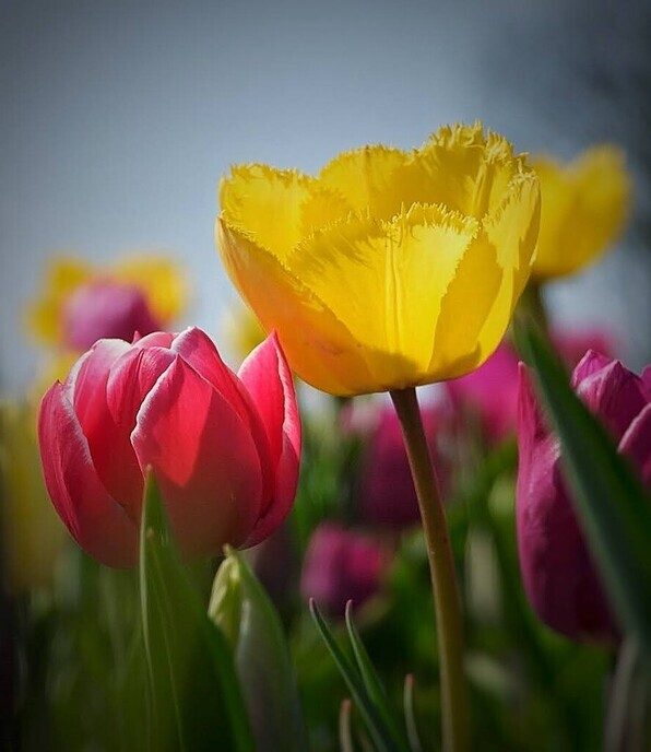 Tulpenvelden - Foto: Femmie Smink