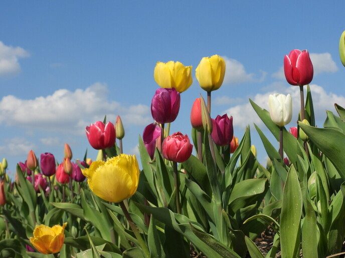 Tulpenvelden - Foto: Femmie Smink