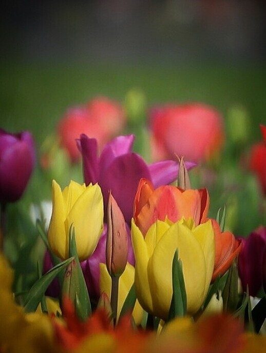 Tulpenvelden - Foto: Femmie Smink