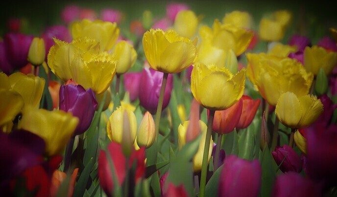 Tulpenvelden - Foto: Femmie Smink