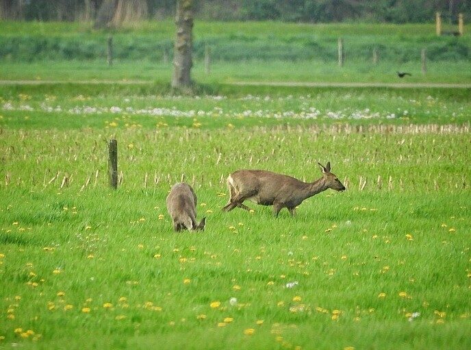Een zeven sprong - Foto: Femmie Smink