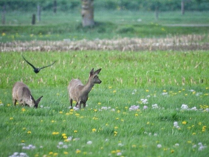 Een zeven sprong - Foto: Femmie Smink