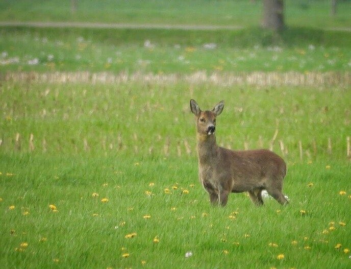 Een zeven sprong - Foto: Femmie Smink
