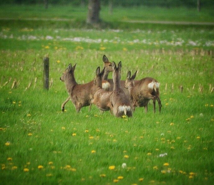 Een zeven sprong - Foto: Femmie Smink