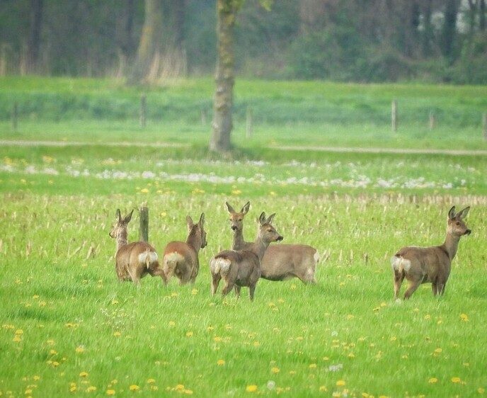 Een zeven sprong - Foto: Femmie Smink