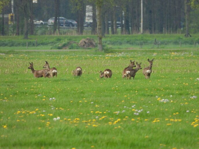 Een zeven sprong - Foto: Femmie Smink