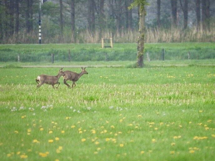 Een zeven sprong - Foto: Femmie Smink