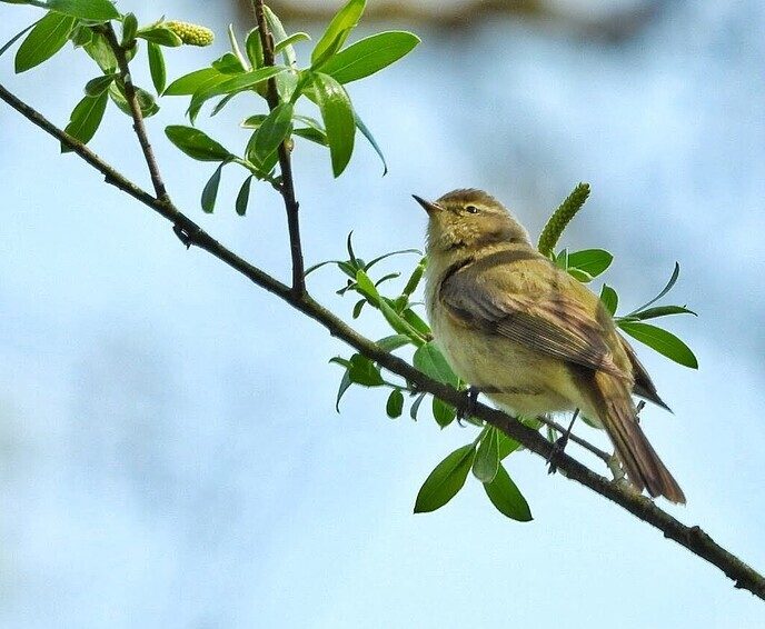Tjiftjaf is een klein vogeltje van 11 cm groot
