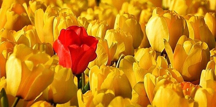 Tulpenvelden - Foto: Femmie Smink