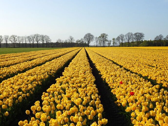 Tulpenvelden - Foto: Femmie Smink