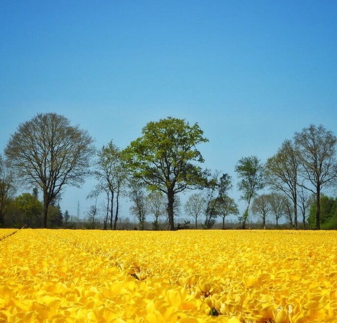 het koppen van tulpen