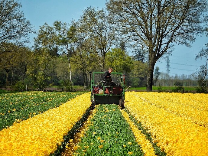 het koppen van tulpen - Foto: Femmie Smink