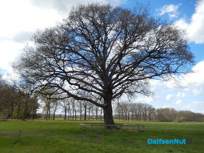 Pinksterbloemen en wat meer natuurfoto’s rond Dalfsen - Foto: Willy