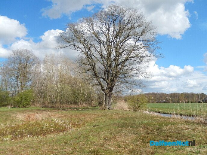 Pinksterbloemen en wat meer natuurfoto’s rond Dalfsen - Foto: Willy