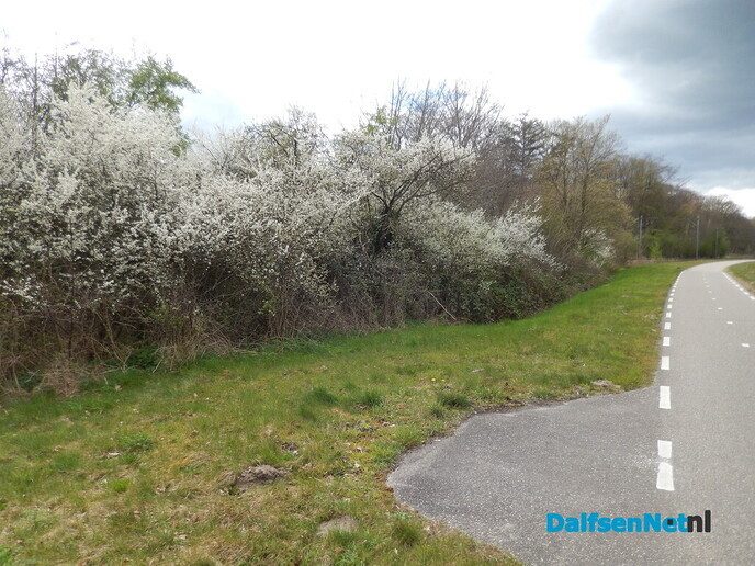Pinksterbloemen en wat meer natuurfoto’s rond Dalfsen - Foto: Willy