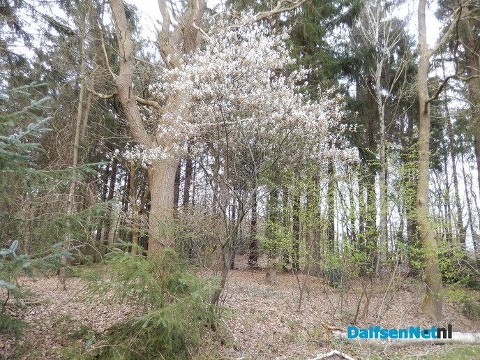 Pinksterbloemen en wat meer natuurfoto’s rond Dalfsen - Foto: Willy
