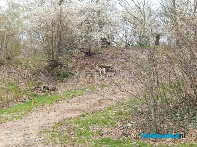 Pinksterbloemen en wat meer natuurfoto’s rond Dalfsen - Foto: Willy