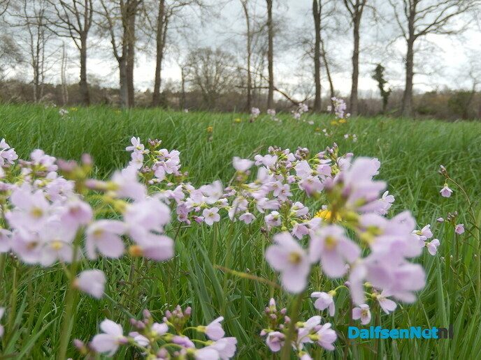 Pinksterbloemen en wat meer natuurfoto’s rond Dalfsen - Foto: Willy