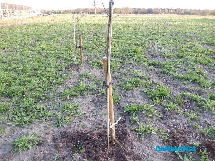 Aanplant voedselbos Lemelerveld slaat goed aan - Foto: Willy
