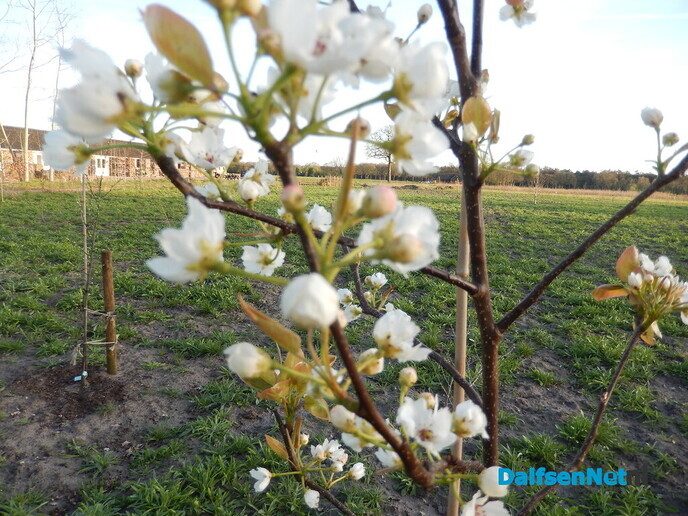 Aanplant voedselbos Lemelerveld slaat goed aan - Foto: Willy