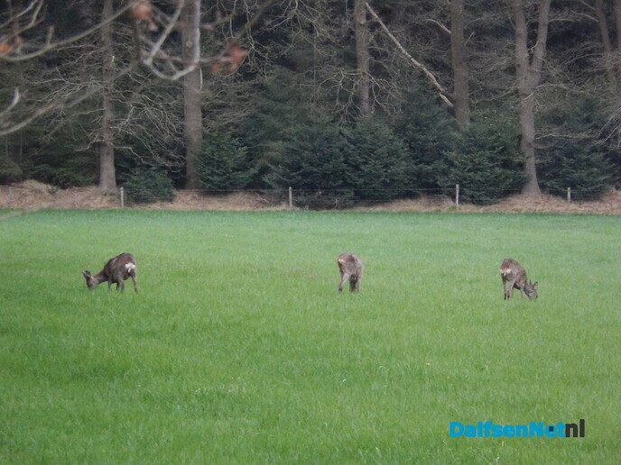 Gezellige avond in het Sterrebos - Foto: Willy
