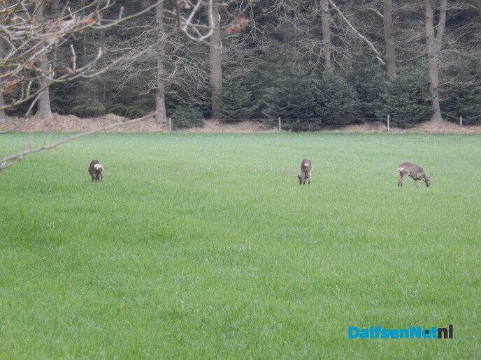 Gezellige avond in het Sterrebos - Foto: Willy