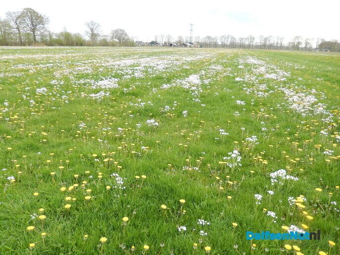 Nooit geweten dat Pinksterbloemen zo gezond waren - Foto: Willy