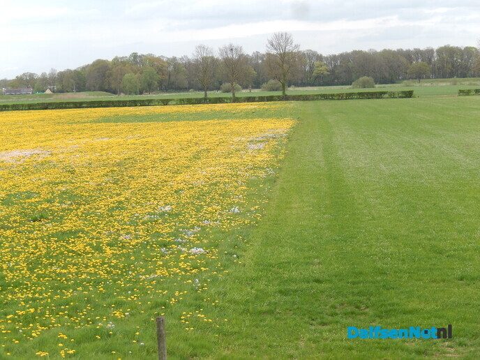 Ene veld is geel en daarnaast, een veld lila van andere plant