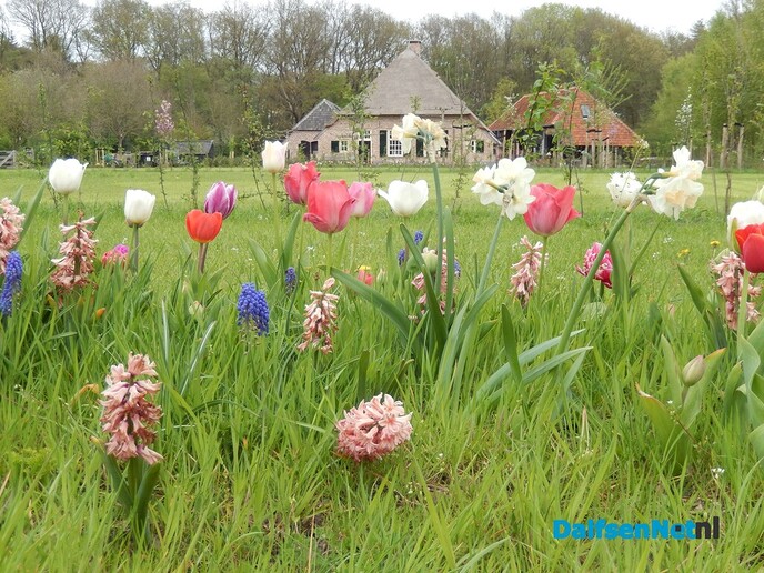 Dit is toch prachtig