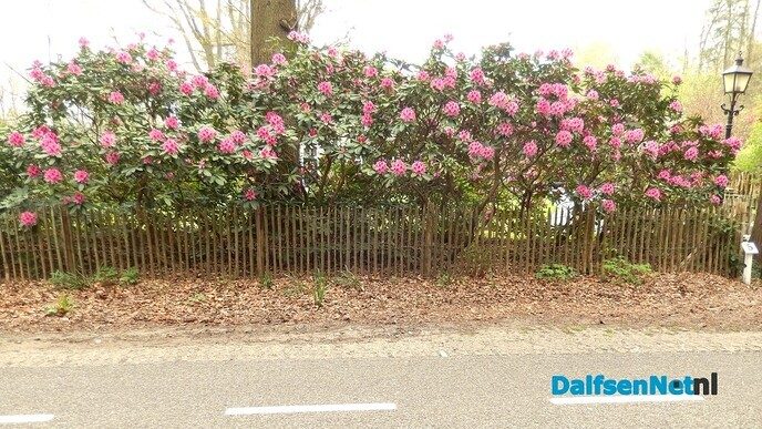 De zon heeft wonderen gedaan - Foto: Willy