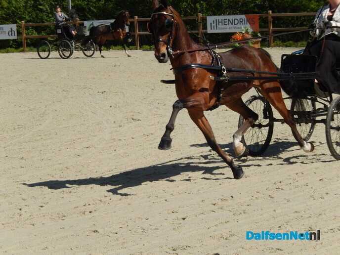 Fantastisch tuigpaardenspektakel bij manege De Hooge Weg - Foto: Willy