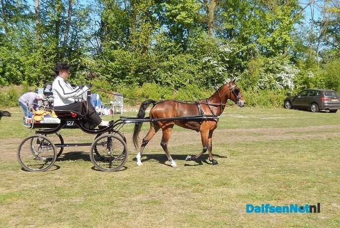 Fantastisch tuigpaardenspektakel bij manege De Hooge Weg - Foto: Willy