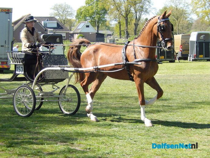 Fantastisch tuigpaardenspektakel bij manege De Hooge Weg - Foto: Willy