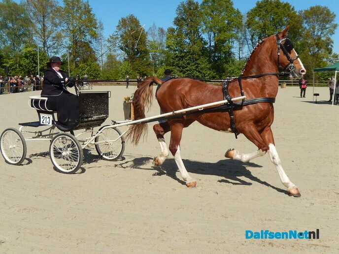 Fantastisch tuigpaardenspektakel bij manege De Hooge Weg - Foto: Willy