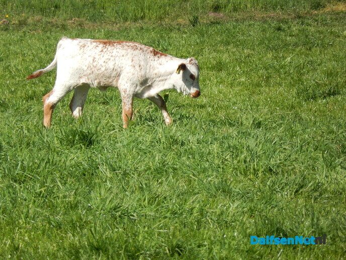 Deze kwamen we nog tegen - Foto: Willy