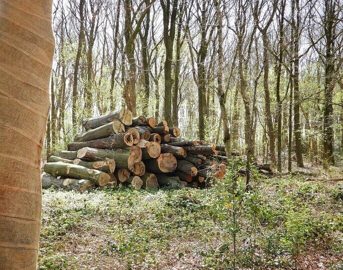 Femmie heeft de Horte ontdekt en flink van genoten - Foto: Femmie Smink
