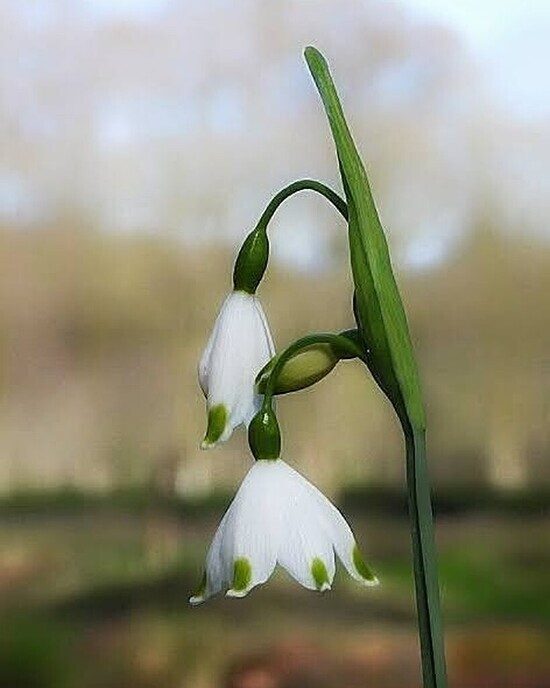 Beelden van landgoed De Horte - Foto: Femmie Smink