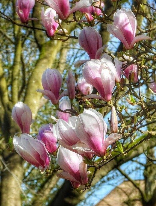 Beelden van landgoed De Horte - Foto: Femmie Smink