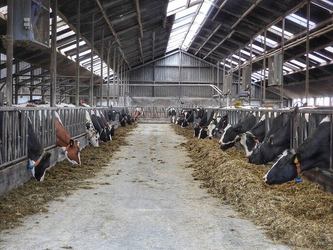 De koeien van Praas flink aan het dollen: veur ’t eerst naor buten! - Foto: Femmie Smink