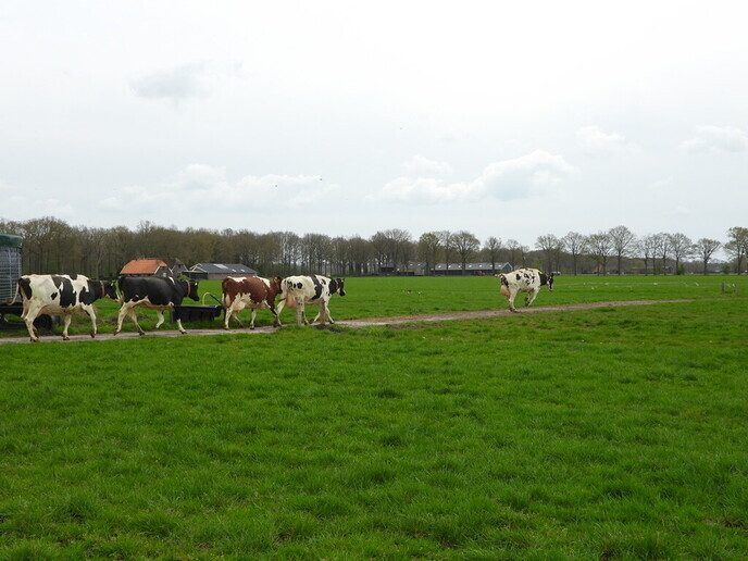 De koeien van Praas flink aan het dollen: veur ’t eerst naor buten! - Foto: Femmie Smink