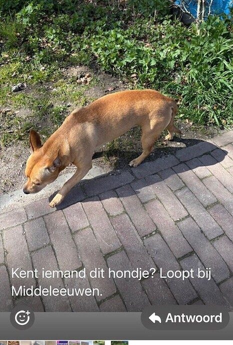 Hond aangetroffen, alleen - Foto: Ingezonden foto