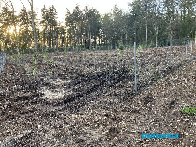 Bomen en struiken achter hekwerk - Foto: Paul Scholten