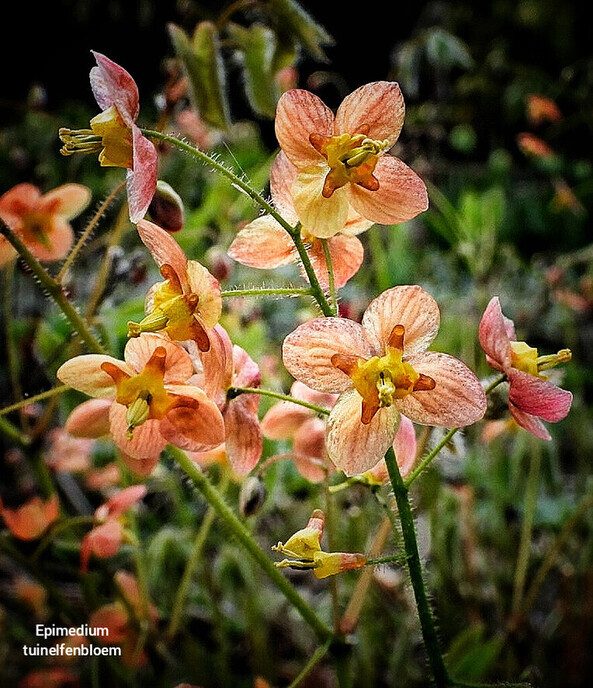 Bloemen maken je vrolijk - Foto: Femmie Smink
