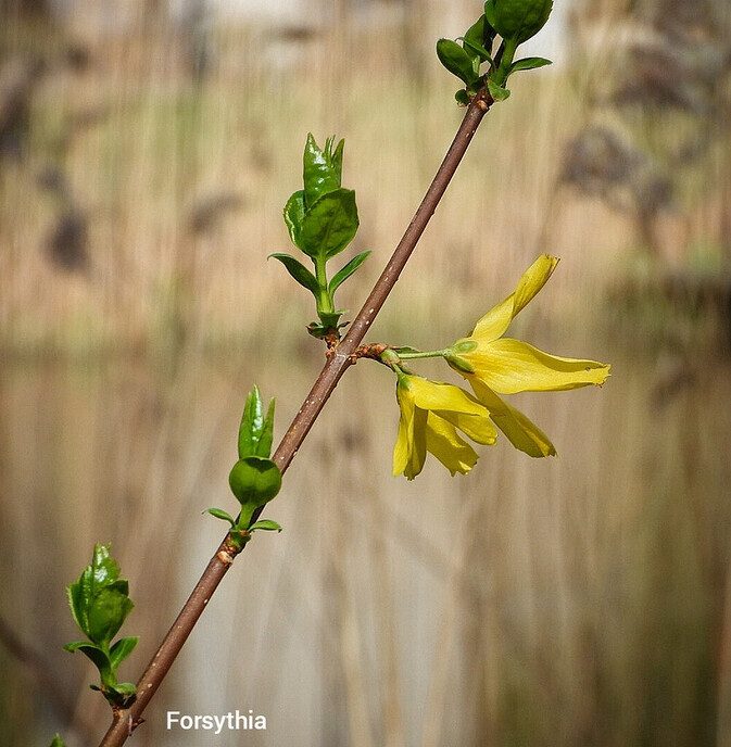 Bloemen maken je vrolijk - Foto: Femmie Smink