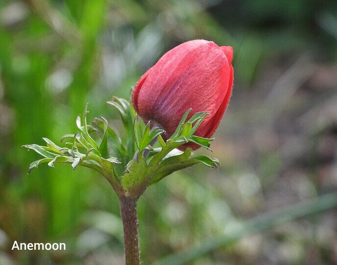 Bloemen maken je vrolijk - Foto: Femmie Smink